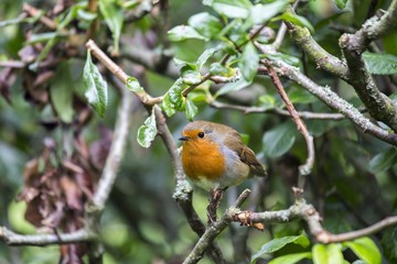 Robin Red Breast (Erithacus rubecula)