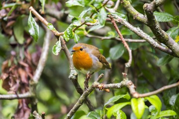 Robin Red Breast (Erithacus rubecula)