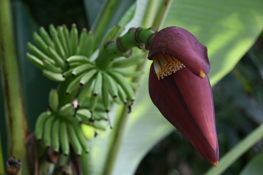 banana  bloom, prime of life, beautiful; purple, blossom, asia, banana, plant; grow
