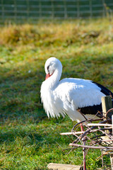 Storch bei der Gefiederpflege