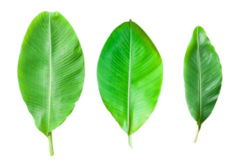 Fresh Banana Leaf isolated on white background.