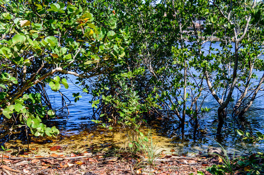 lake meet mangroves