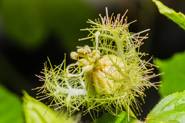 Macro shot of Passiflora foetida ,Fetid passionflower