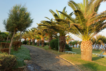 Une allée de palmiers