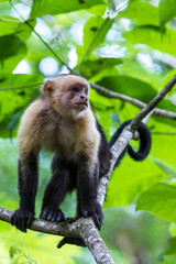 white headed capuchin -  Cebus capucinus - Pura Vida