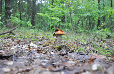 Mushroom hunting. Gathering mushrooms. Leccinum aurantiacum or aspen mushroom, mushroom photo, forest mushroom, forest mushroom photo. Gathering Wild Mushrooms.
