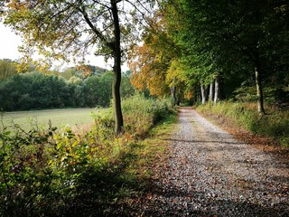 Herbstliche Idylle mit Waldweg und Feldweg am Waldrand in Oerlinghausen bei Bielefeld am Hermannsweg im Teutoburger Wald in Ostwestfalen-Lippe