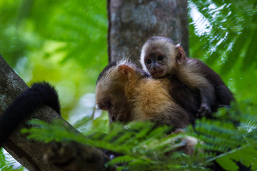 white headed capuchin -  Cebus capucinus