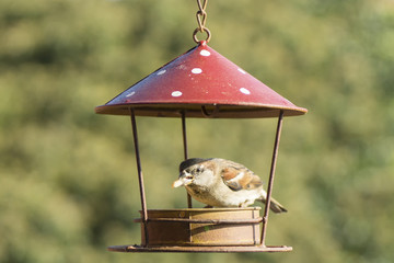 Vogelfütterung Spatz