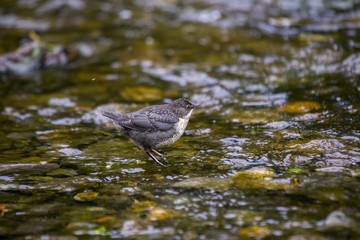 Dipper (Cinclus cinclus)