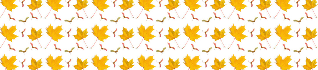  panorama  pattern maple leaf yellow  autumn