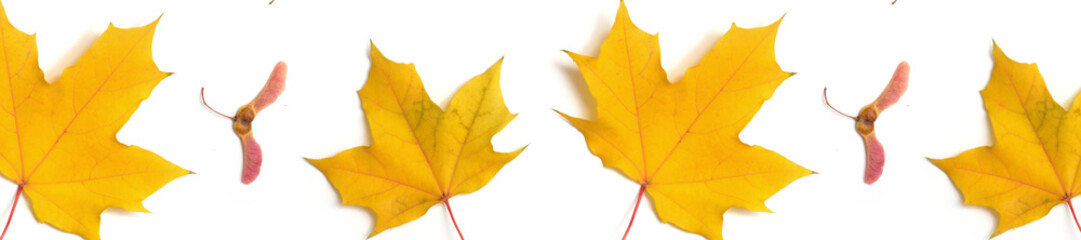  panorama  pattern maple leaf yellow  autumn