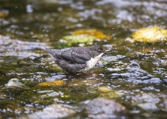 Dipper (Cinclus cinclus)