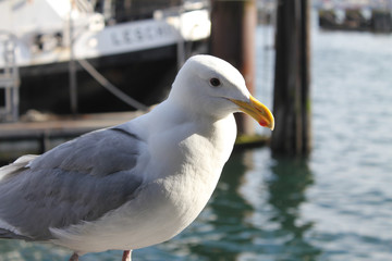 Seagull