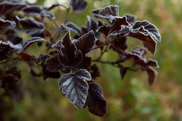 green Bush covered with frost in the garden