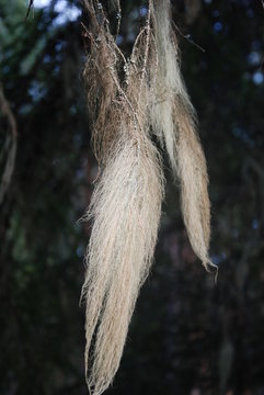 Flechten