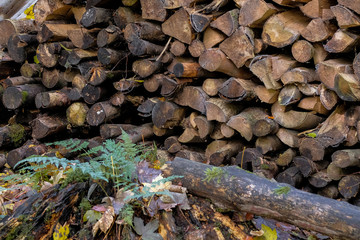Brennholz