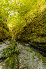 Fototapeta na wymiar Autumn walk in forest over wild river
