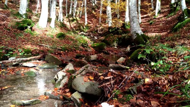 Paradiso terrestre nel parco delle foreste casentinesi in Toscana