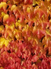 Herbst - wilder Wein