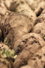 Harvested sugar beet crop root pile