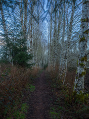 Naklejka premium Chehalis River Trail