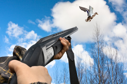 hands of hunter shooting from shotgun to flying duck