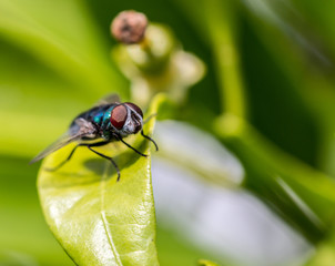 Fly on leaf