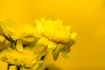 Yellow aster flowers with water drop on yellow background