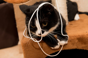 cat plays with string at home