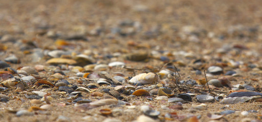 Seashells