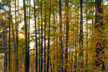 Obraz premium Thickets of mixed autumn forest with sunlight 