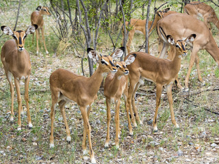 Impala, Schwarzfersenantilope, auch Schwarznasenimpala (Aepyceros melampus petersi), Weibchen und...