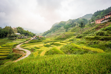Fototapeta na wymiar Green rice terrace in Cat Cat village, Sa Pa, Vietnam