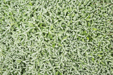 Fondo de hojas verdes con gotas de agua