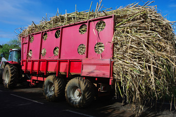 La Réunion - Récolte de la canne à sucre
