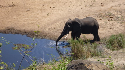 Trinkender Elefant