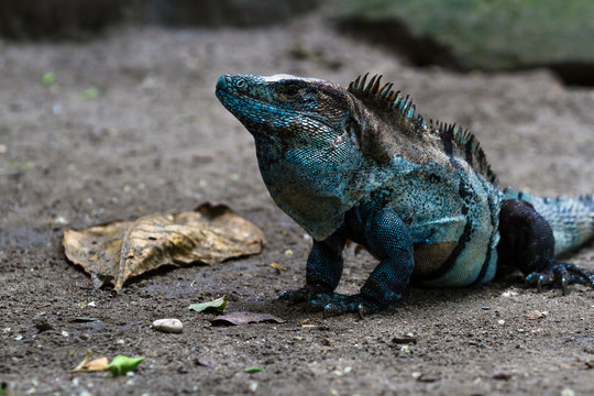 beautiful big blue iguana