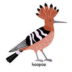 Image of nice hoopoe © ianakauri