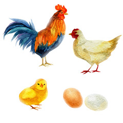 Watercolor illustration, rooster, chicken, and chicken. New Year symbol image element to holiday cards, posters, invitations.