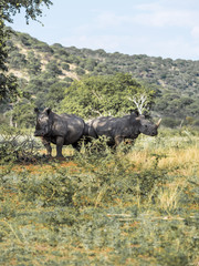 Gruppe von Breitmaulnashörnern (Ceratotherium simum),, Ongaya Wild Reservat, Outja, Namibia, Afrika