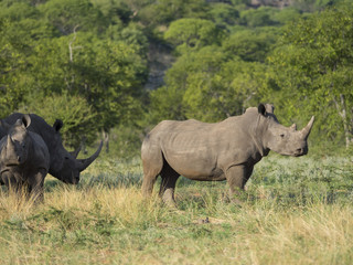 Gruppe von Breitmaulnashörnern (Ceratotherium simum),, Ongaya Wild Reservat, Outja, Namibia, Afrika