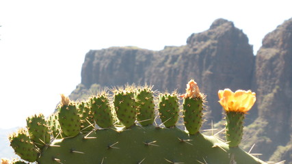 Kaktusfamilie vor Gebirge