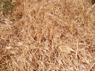 Summer glade yellow dry grass in the sun