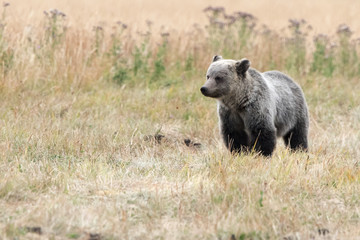 Grizzly in meadow