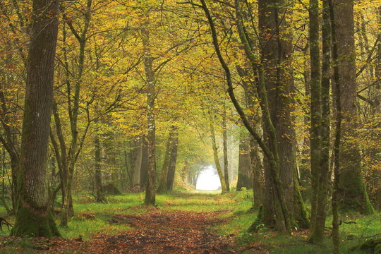 For&ecirc;t d'automne/ For&ecirc;t de feuillus au d&eacute;but de l'automne o&ugrave; le feuillage commence par se parer de se plus belles couleurs