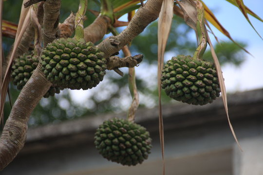fruits du vacoa