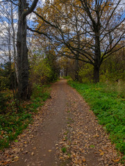 Fototapeta na wymiar Oak grove in autumn, Moscow region