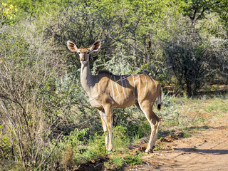 Naklejka na ściany i meble Großer Kudu (Tragelaphus strepsiceros), Jungtier, schaut aus einem Versteck, Ongaya Wild Reservat, Outja, Namibia, Afrika