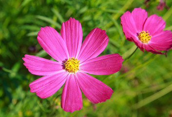 Obraz premium Colorful dahlia flower in the garden